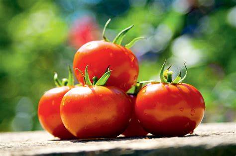 Tomatoes (Solanum lycopersicum)